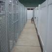 Kennels